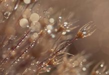 Teuni Stevense e o mundo macro