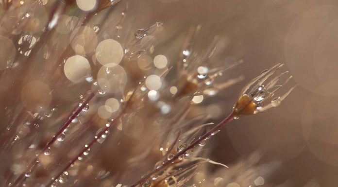 Teuni Stevense e o mundo macro