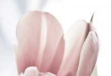 Egon Jais retrata essa série maravilhosa de tulipas