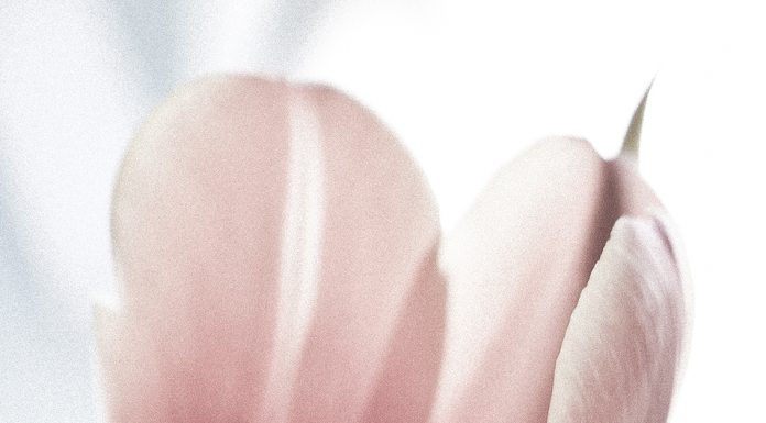 Egon Jais retrata essa série maravilhosa de tulipas