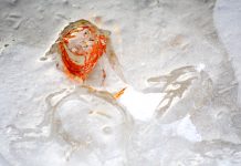 Vamos falar sobre fotografia Macro?