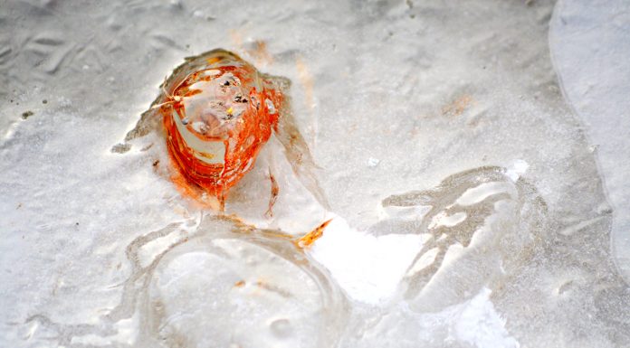 Vamos falar sobre fotografia Macro?