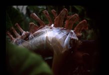 Confira a série "Sobras Revisitadas" de Edu Monteiro