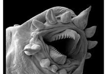 10 imagens assustadoras de coisas que não podemos ver