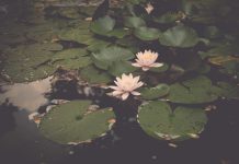 5 Imagens de Natureza para relaxar