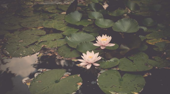 5 Imagens de Natureza para relaxar