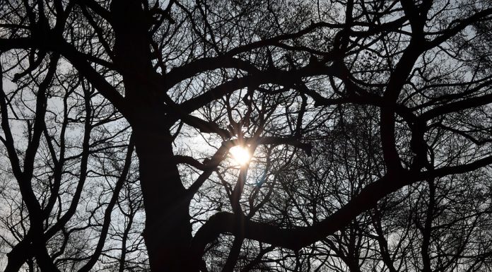 Conheça a técnica de fotografia Fens Flare