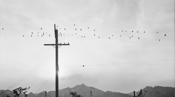 A fotografia através dos olhos de Ansel Adams