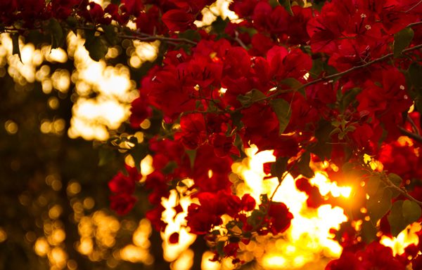 10 dicas de fotografia para iniciantes