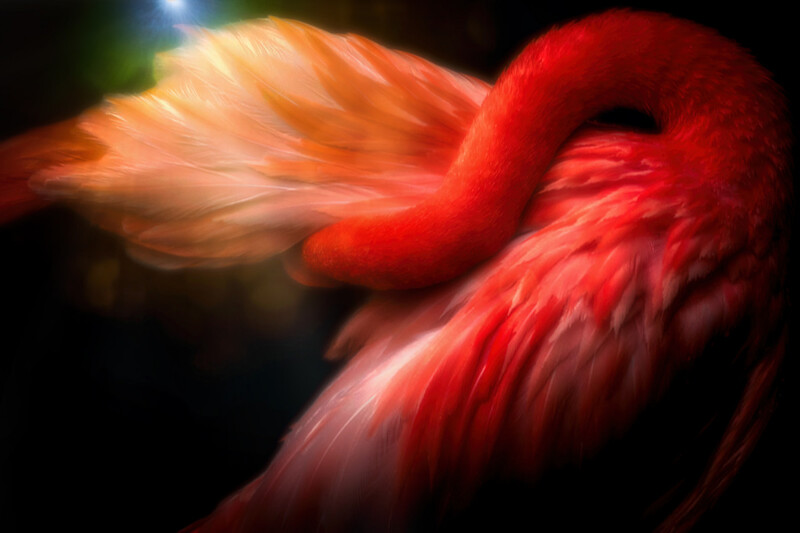 Flamingo Preening - Paulo Crus