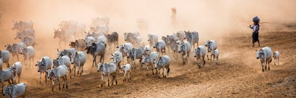 Cows and Shepherds With Dust in Bagan - Andreas Kunz