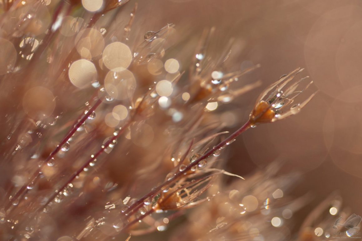 Drops I - Photoarts Gallery