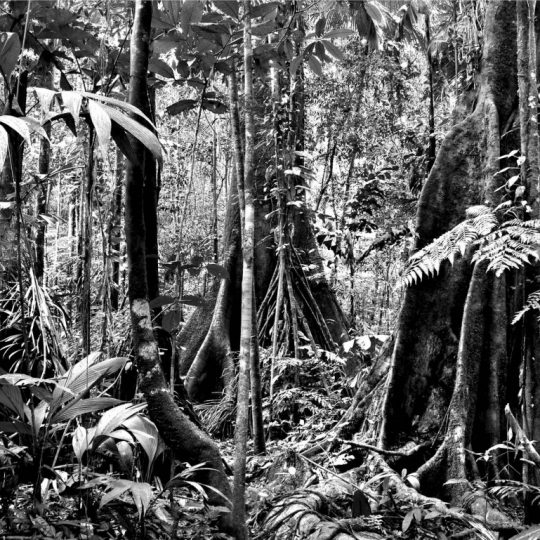 Floresta 1 - Adriano Gambarini