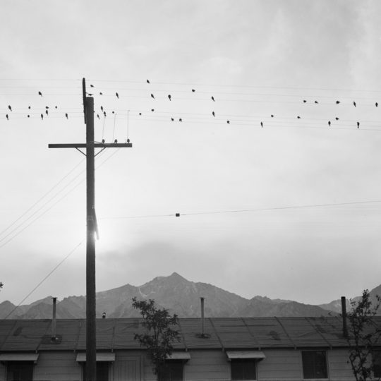 Pássaros no Fio - Ansel Adams