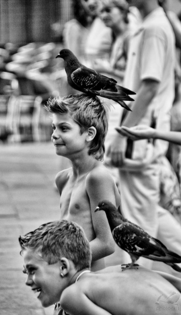Pigeons I - Flávio Russo