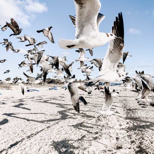 Flying white birds by Julia Kuzenkov