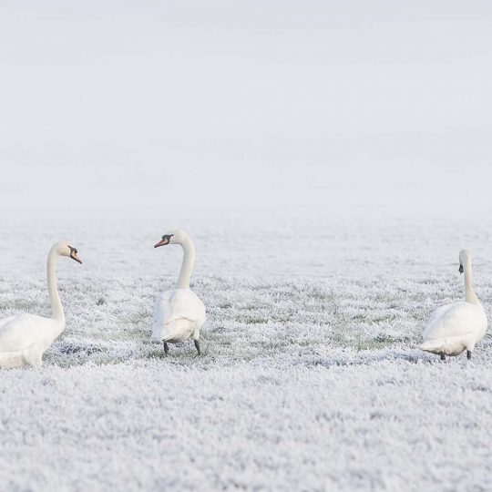 winter-Ina-Hoekstra-Heerenveen-Nederland-scaled.jpg